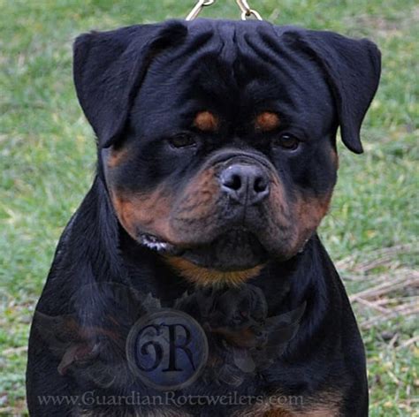 Gucci von hause Pista – Guardian Rottweilers